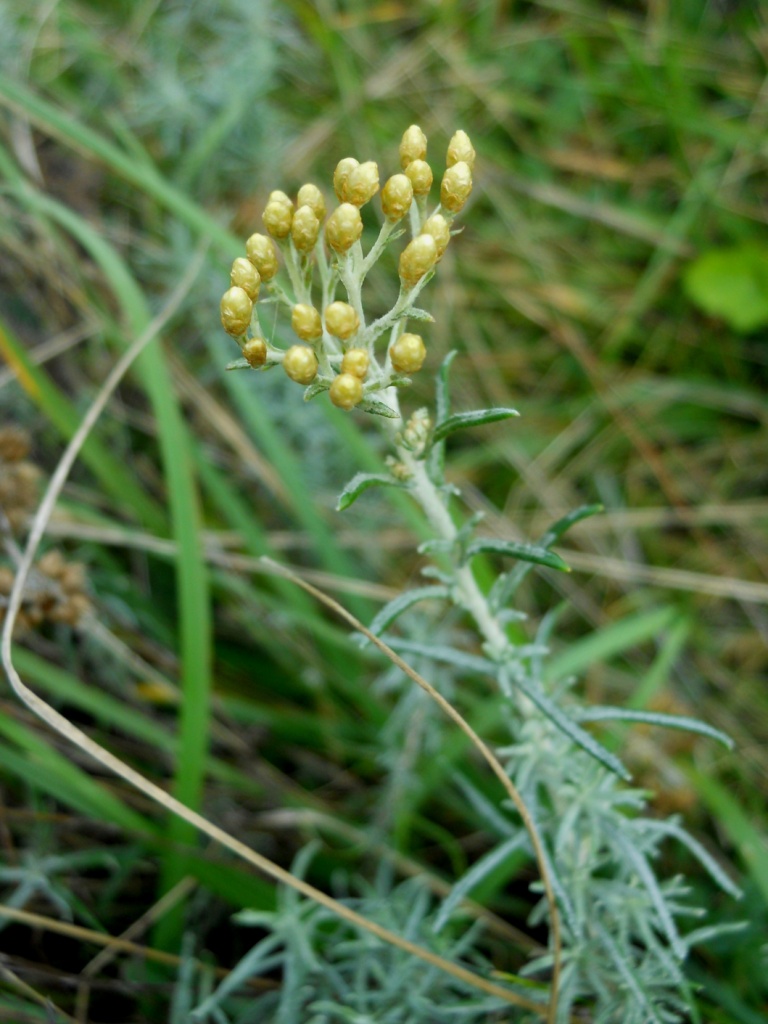 Helicrhysum italicum subsp. italicum / Perpetuini d''Italia
